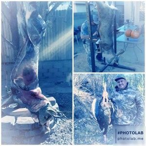 Meet your Posher, Freddy